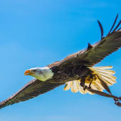 Elite Falconry Experience