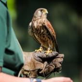 Half Day Introduction to Falconry