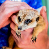 Meerkat Encounter for Two at Ark Wildlife Park