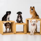 Pet Photoshoot Product Image