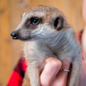 Meet the Meerkats for Two