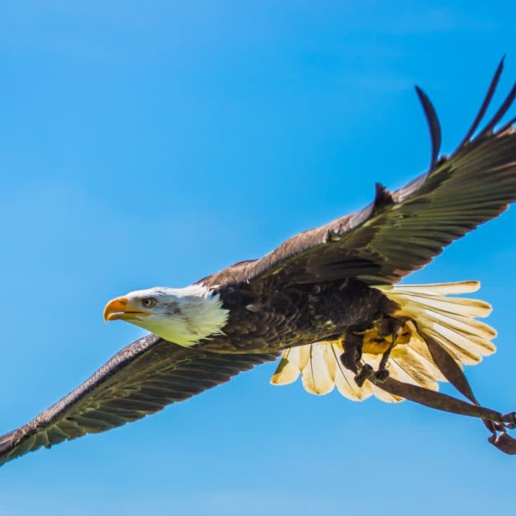 Elite Falconry Experience product image