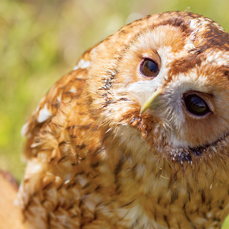 Elite Falconry Experience product image