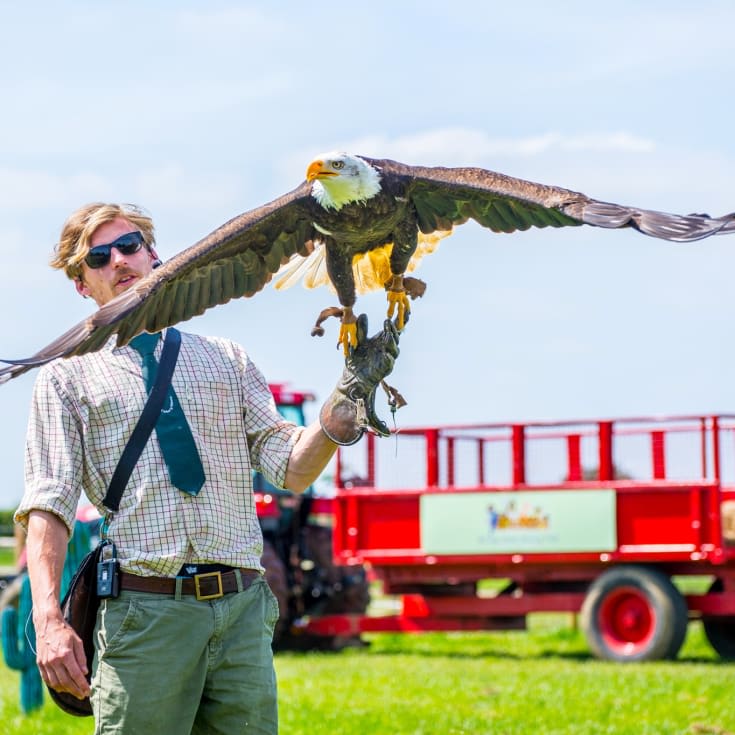 Elite Falconry Experience product image