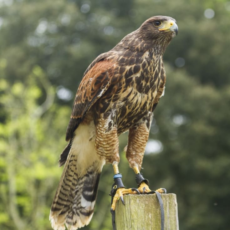 Elite Falconry Experience product image