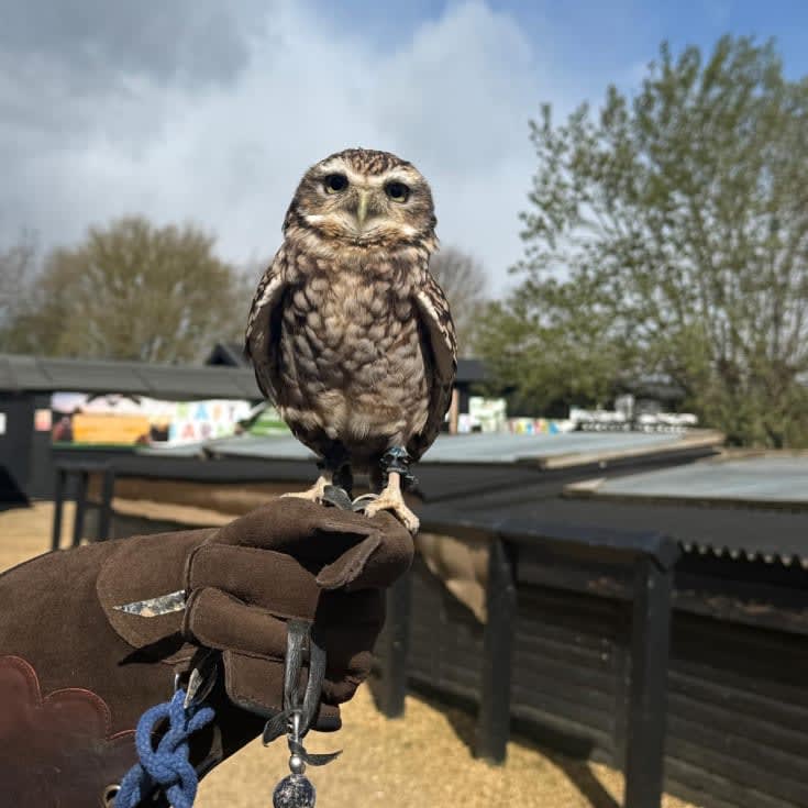 Elite Falconry Experience product image