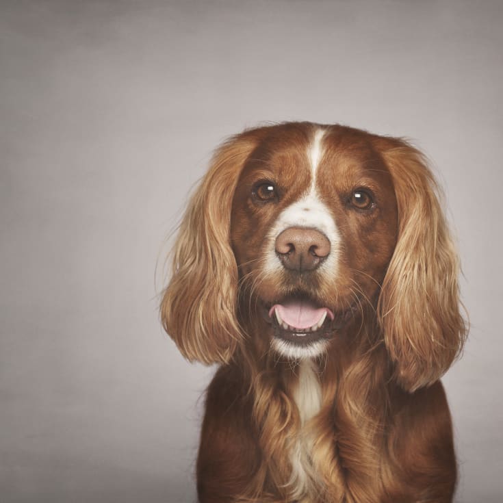 Pet Photoshoot product image