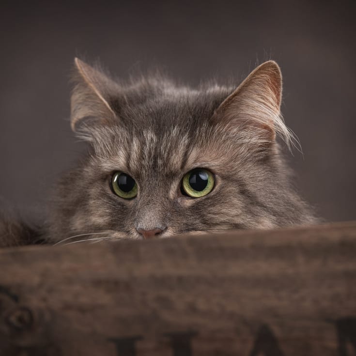Pet Photoshoot product image