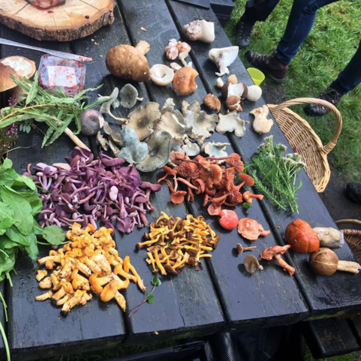 Foraging Day with Wild Lunch product image