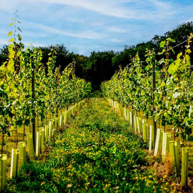 Tour & Picnic for Two at Wildshark Vineyard product image