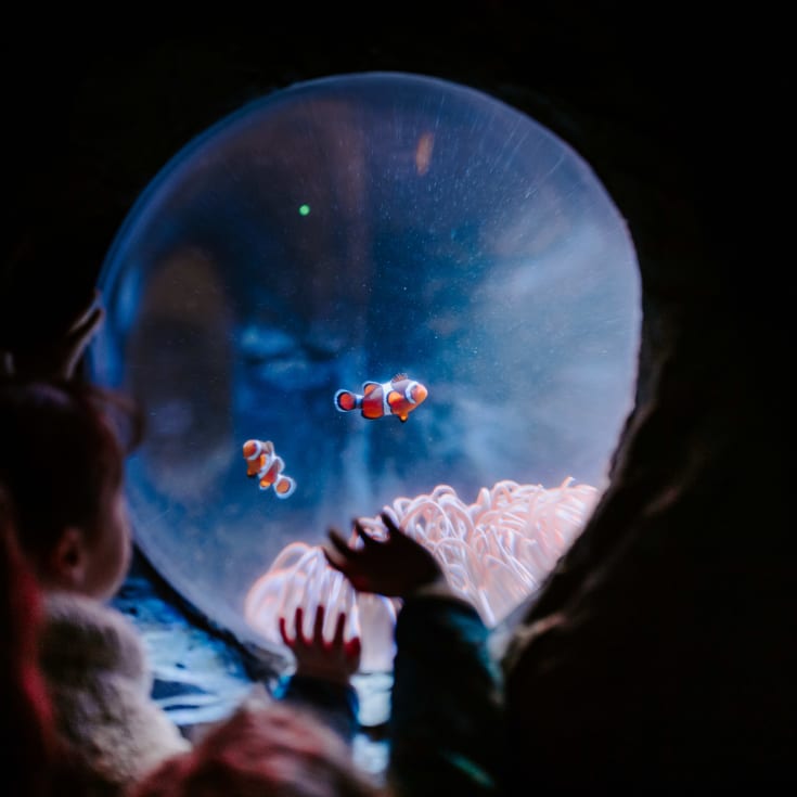 Entrance to SEA LIFE for Two product image