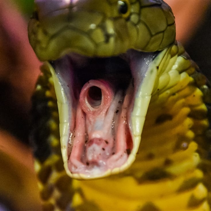 Venomous Snake Tour product image