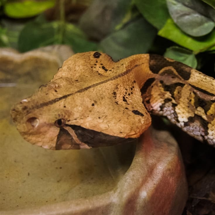 Venomous Snake Tour product image