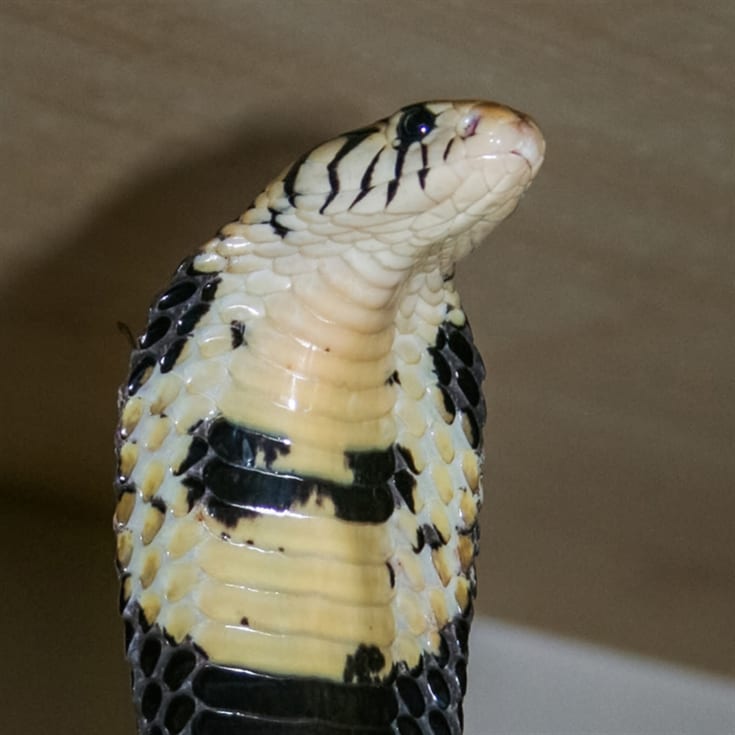 Venomous Snake Tour product image