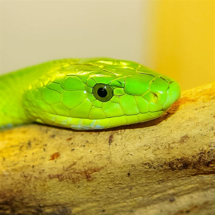 Venomous Snake Tour product image