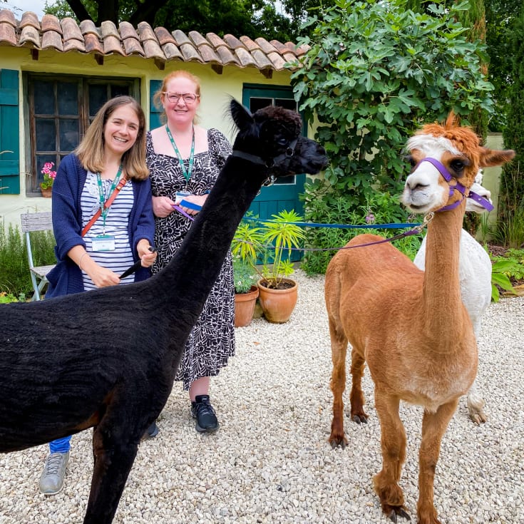 The Gift Experience Meet & Greet The Alpacas