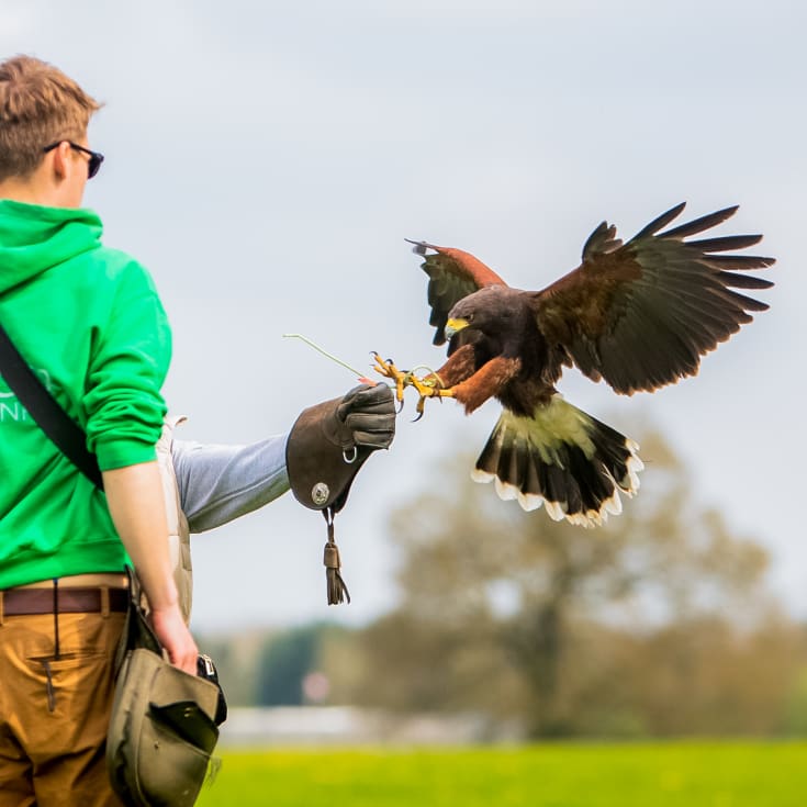 Hawk Walk Experience product image