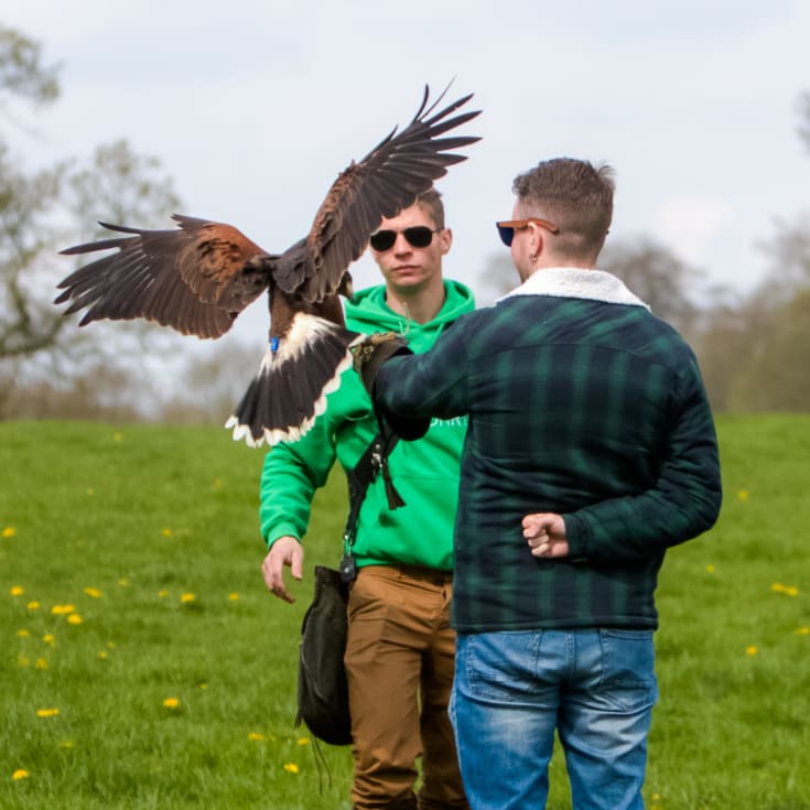 Hawk Walk Experience product image
