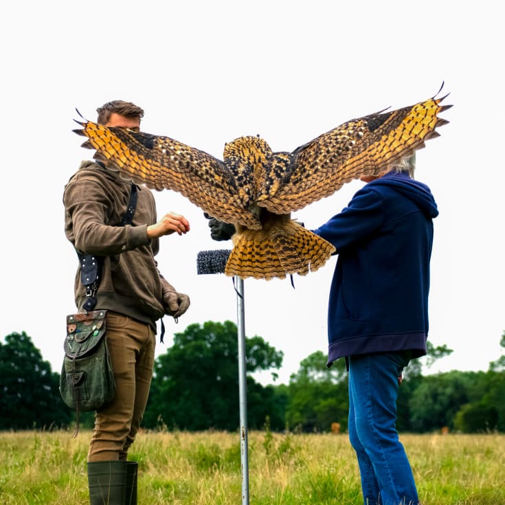 Hawk Walk Experience product image