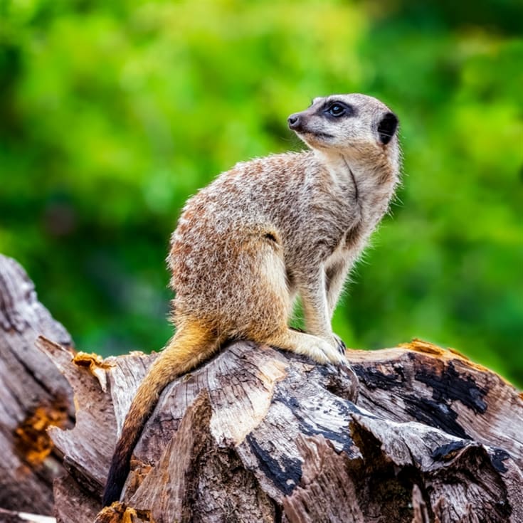 Meerkat Encounter for Two at Ark Wildlife Park product image