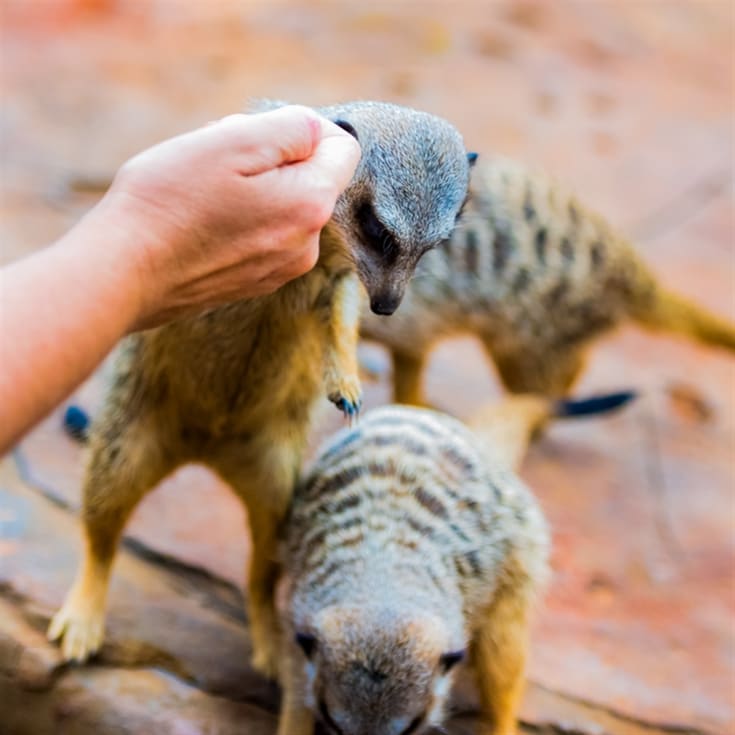 Meerkat Encounter for Two at Ark Wildlife Park product image