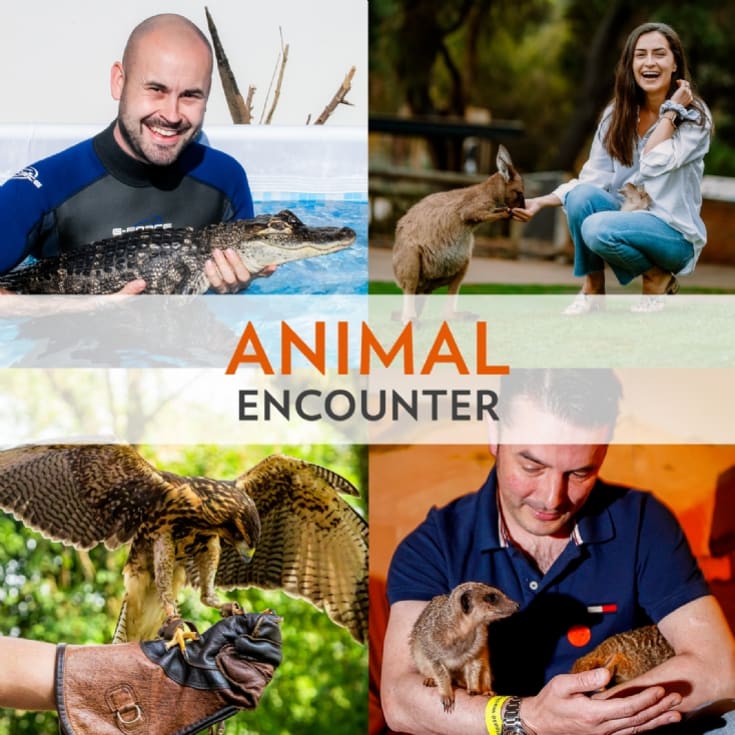 Animal Encounter product image