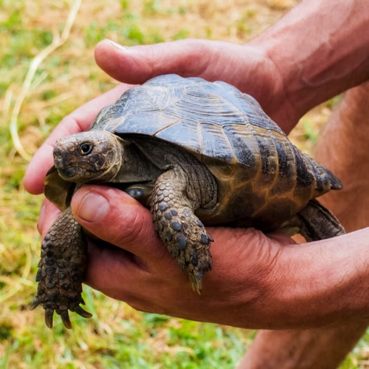 Animal Encounter product image