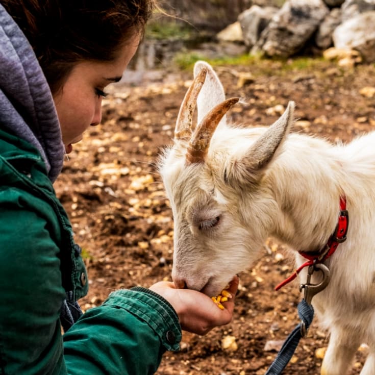 Animal Encounter product image