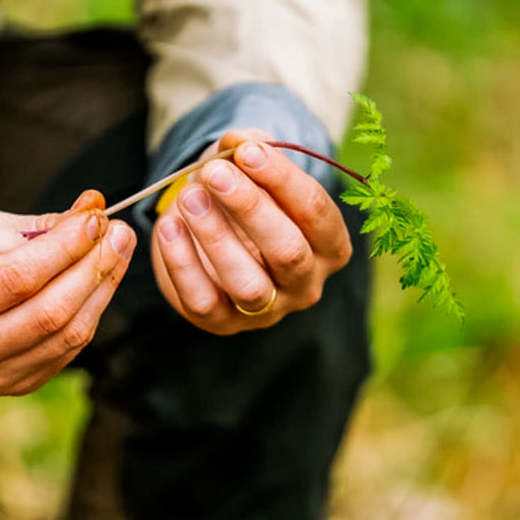 Wild Foraging Experience & Seasonal Feast product image