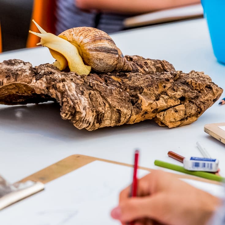 Wild Life Drawing Class in London For Two product image