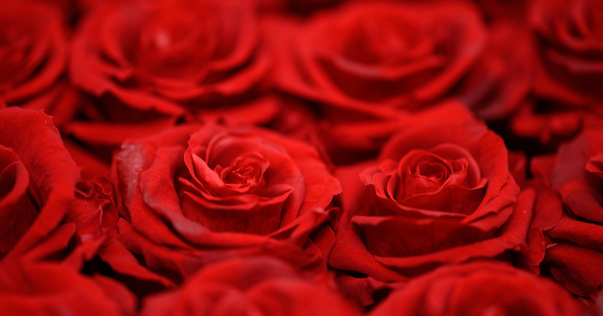 roses.jpg roses.jpg