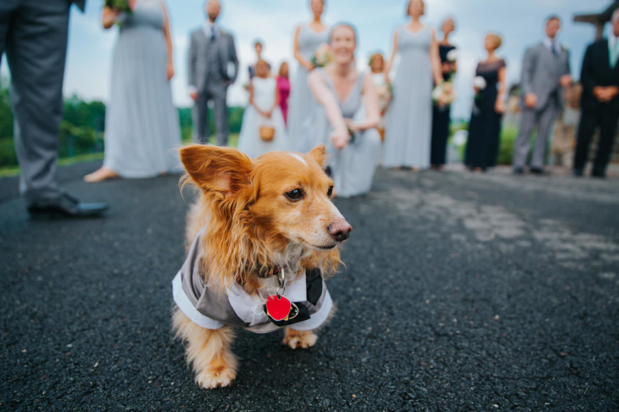 Matthew and Emily - Real Weddings by SuitShop