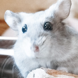 Photo of our beloved pet Hammy