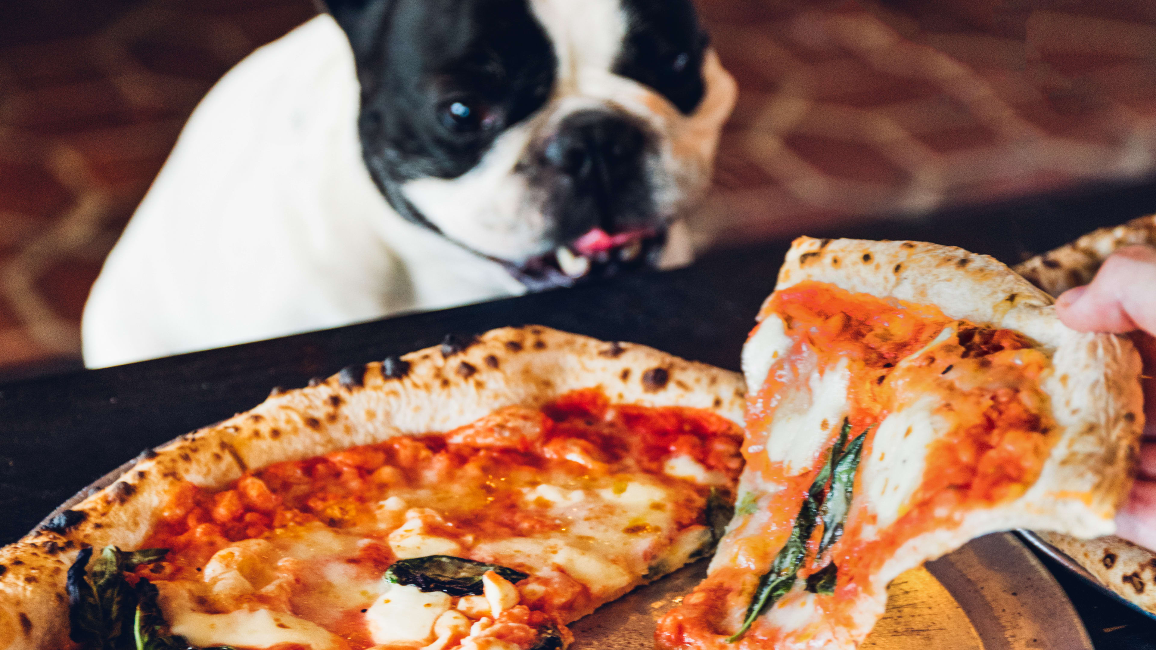 Where To Eat & Drink With Your Dog image