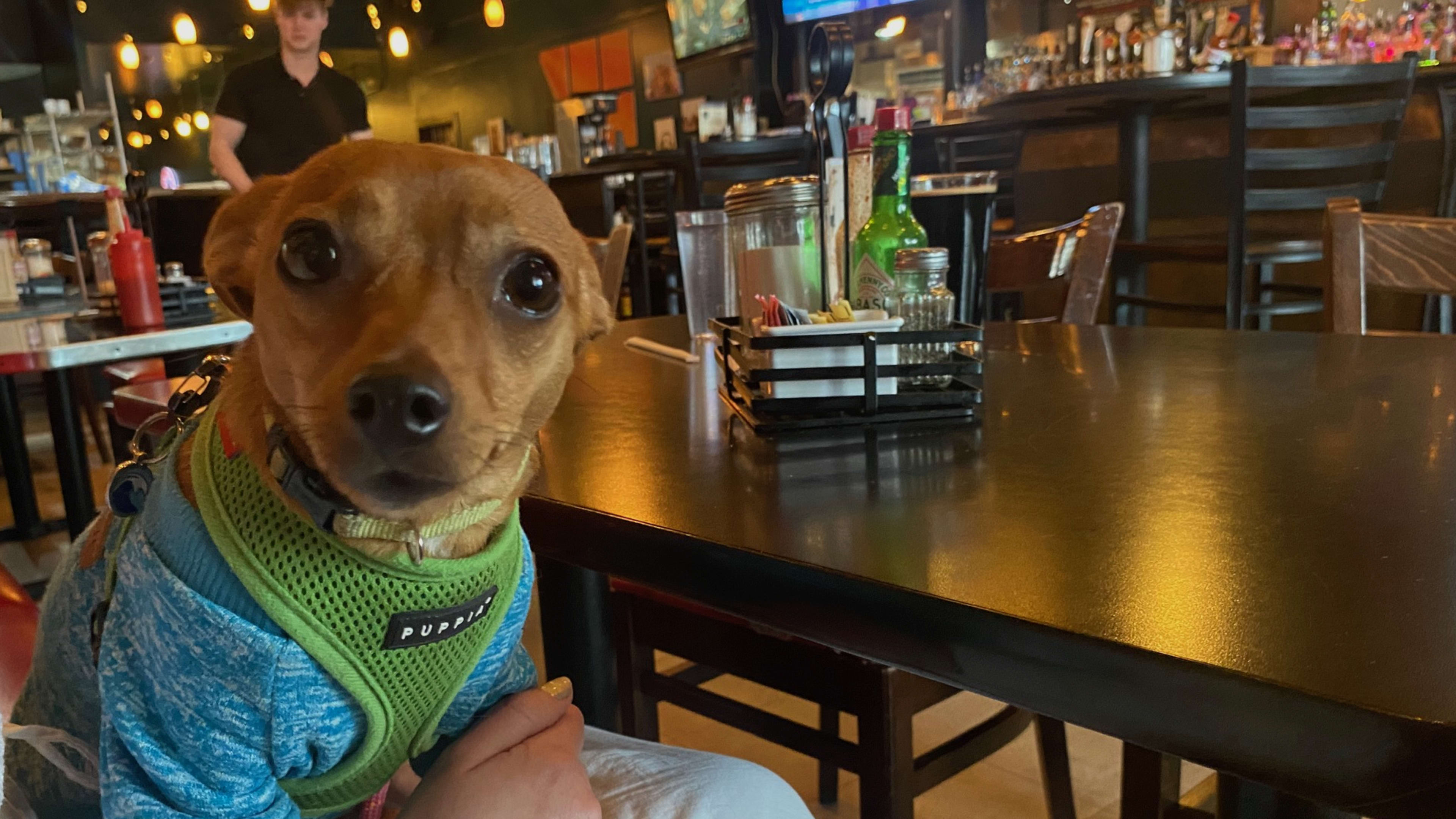 A small dog sits at a table inside a bar wearing a blue sweater