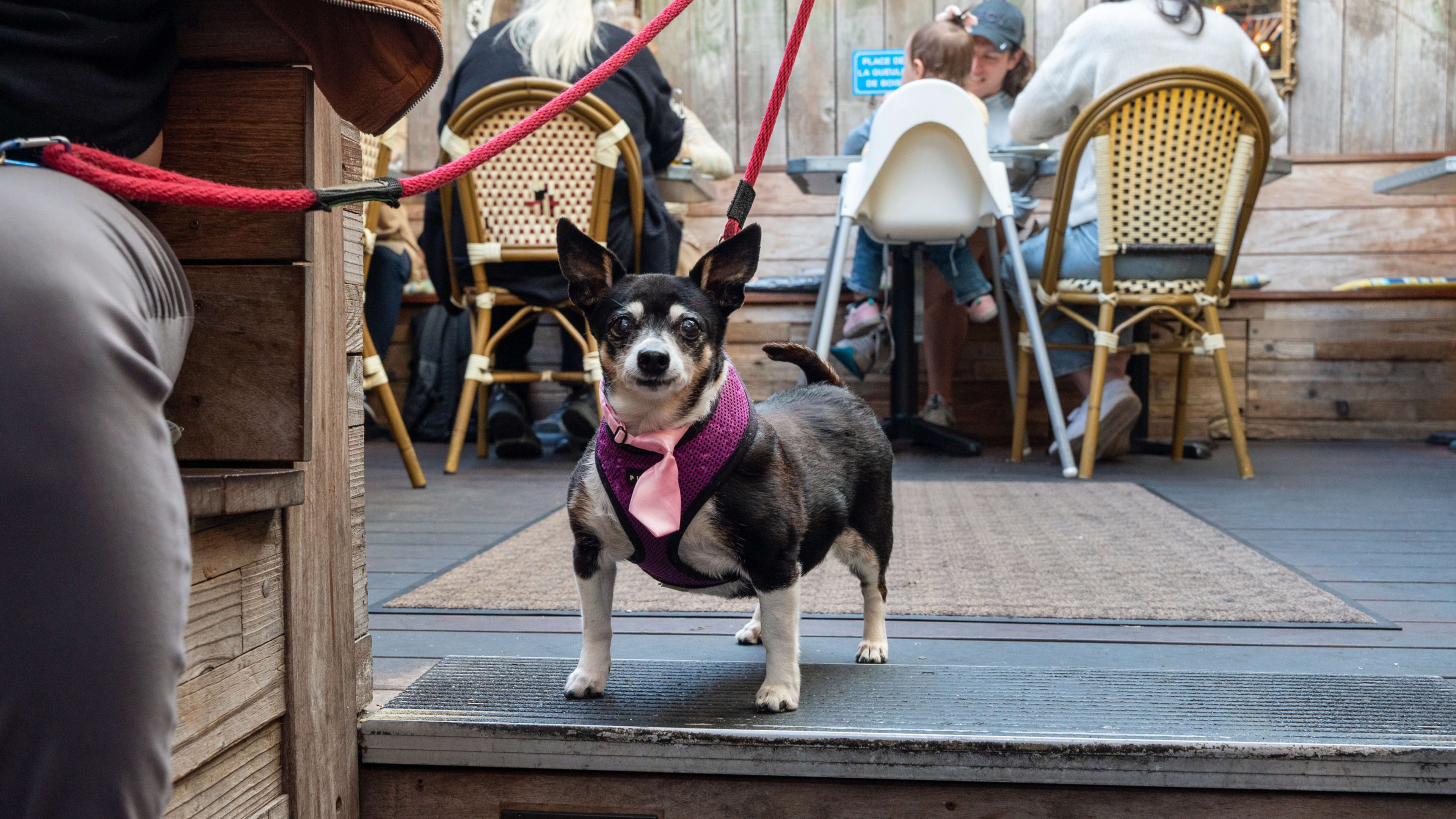 The Patio Where Your Dog Can Have A Meet-Cute image