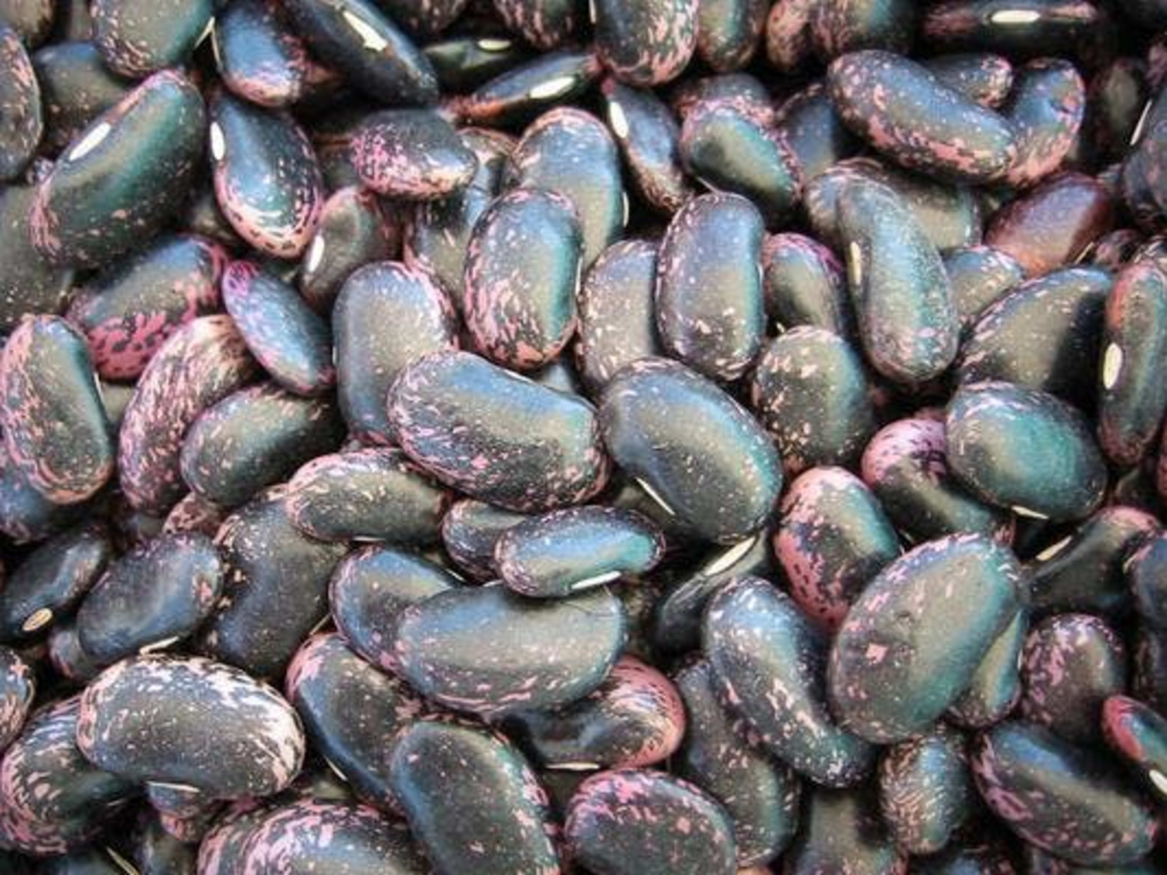 What Are the Best Rancho Gordo Beans? Product The