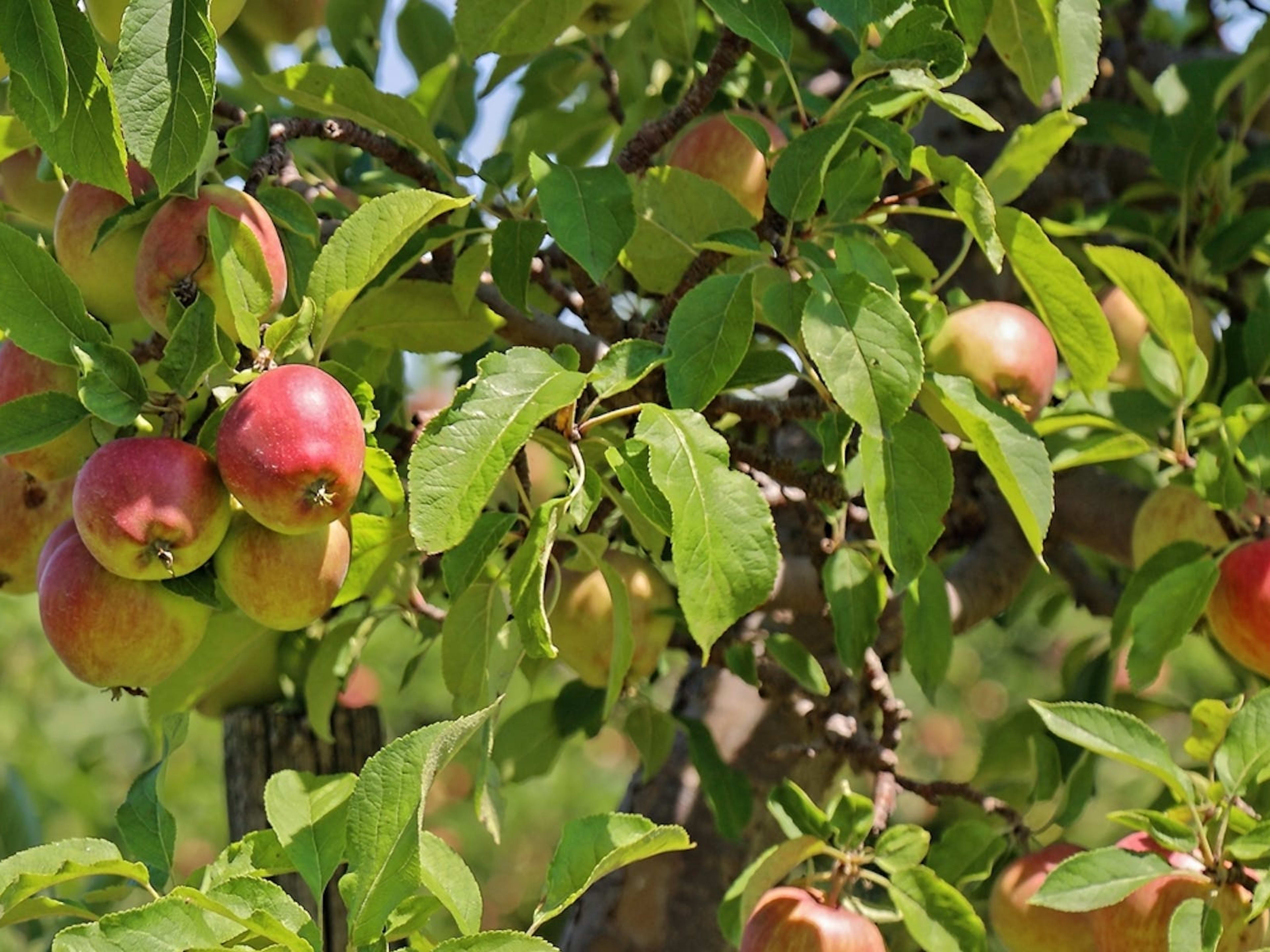 6 Great Apple Orchards Near Los Angeles Los Angeles The Infatuation
