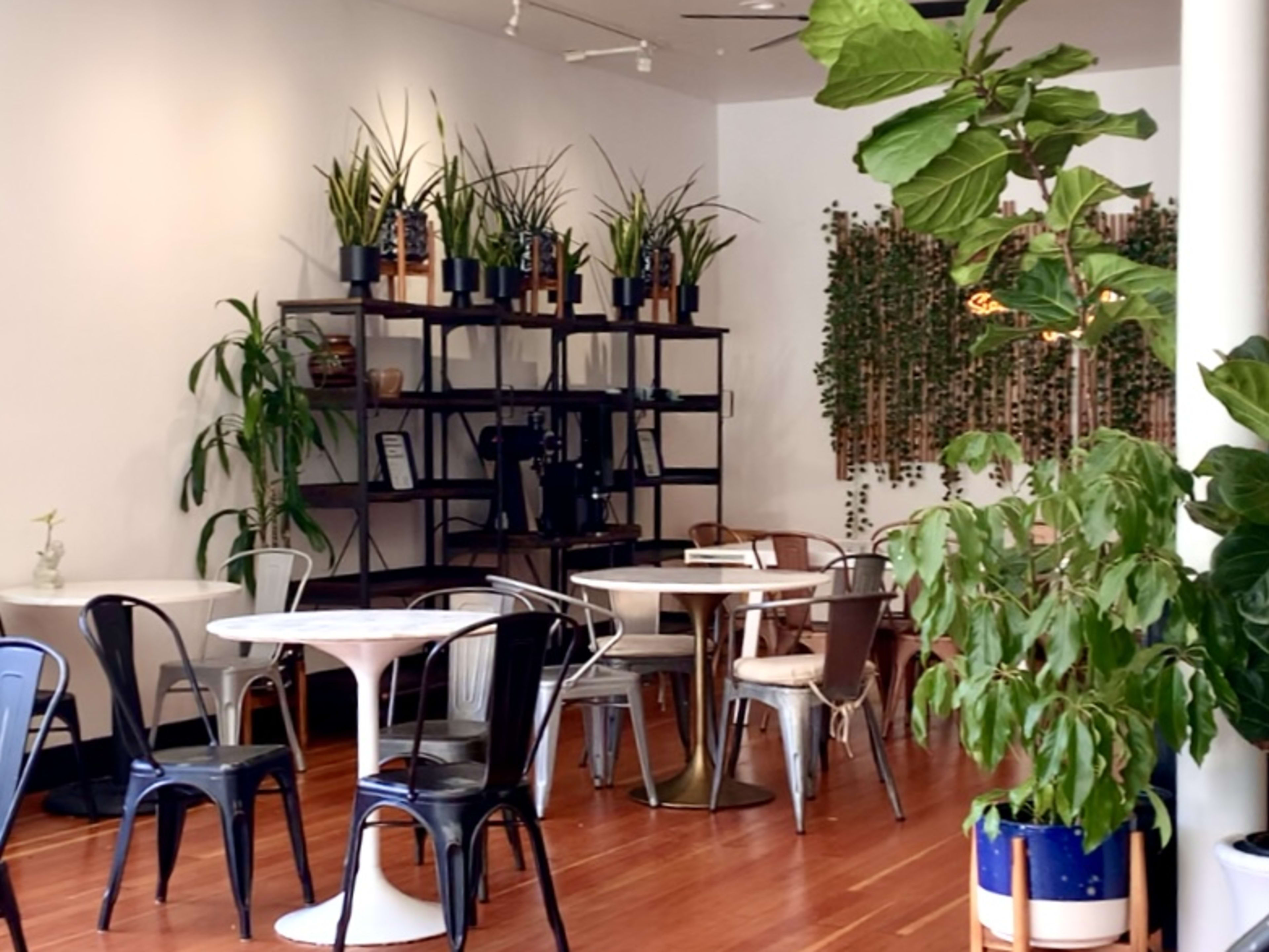 Fiddle Fig Cafe review image