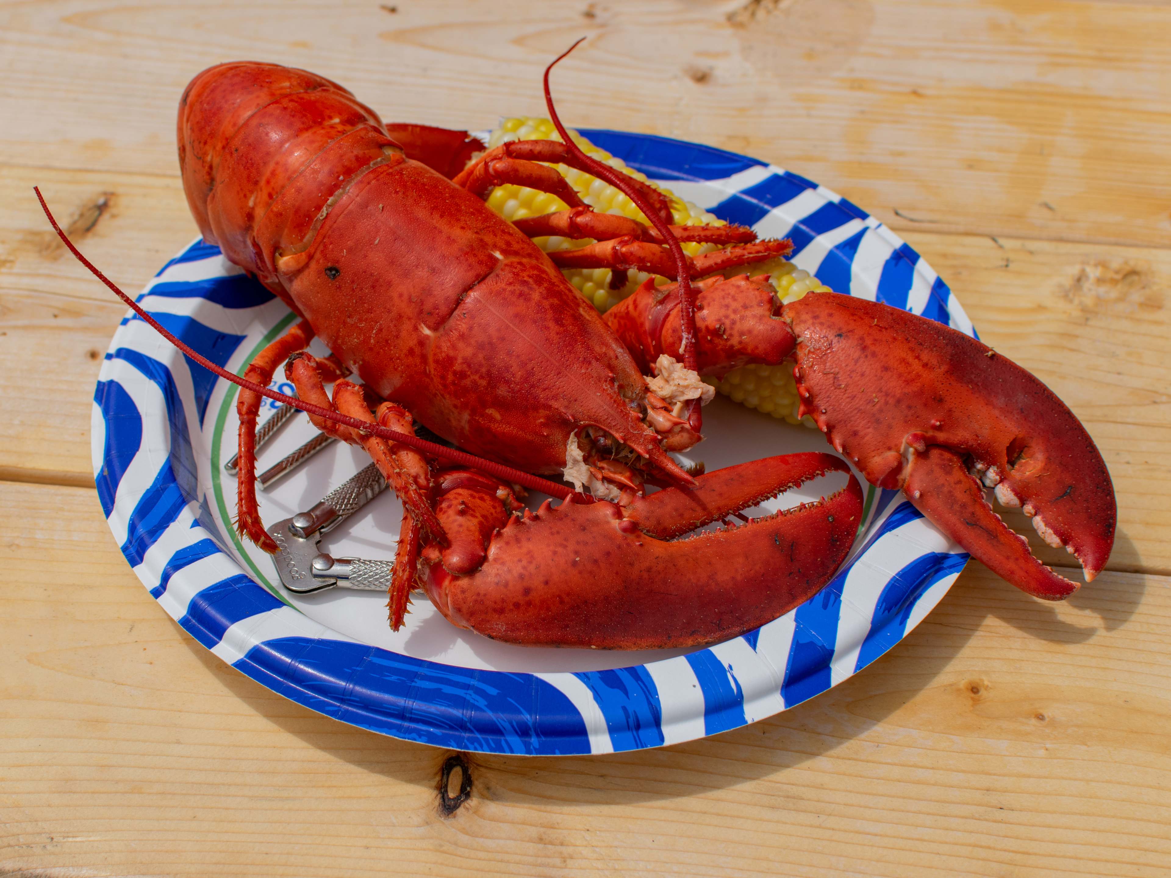 Acadia Lobster Cruise image