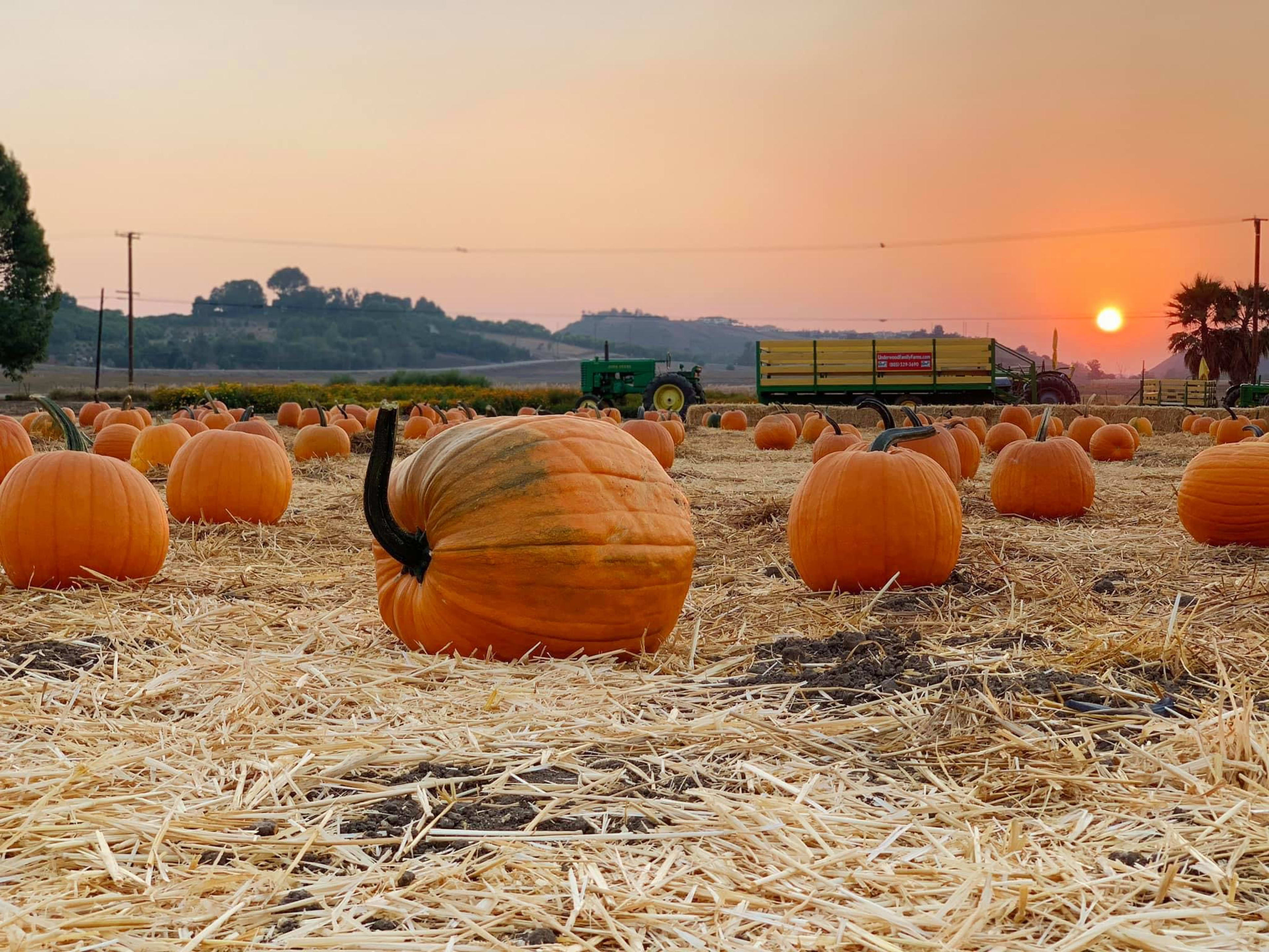 6 Orchards Near LA That Are Great For Apple Picking Los Angeles The