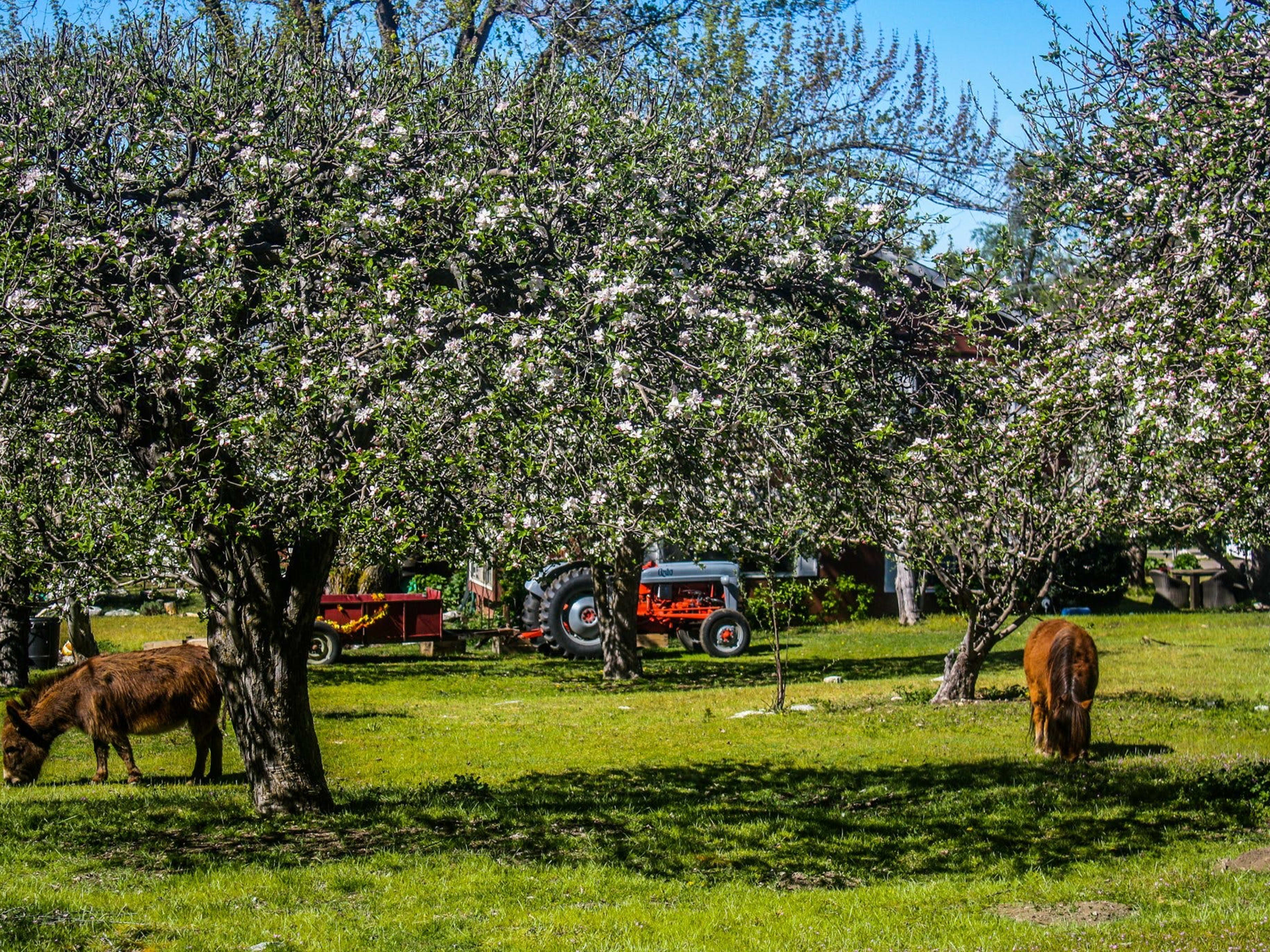 Willowbrook Apple Farm image