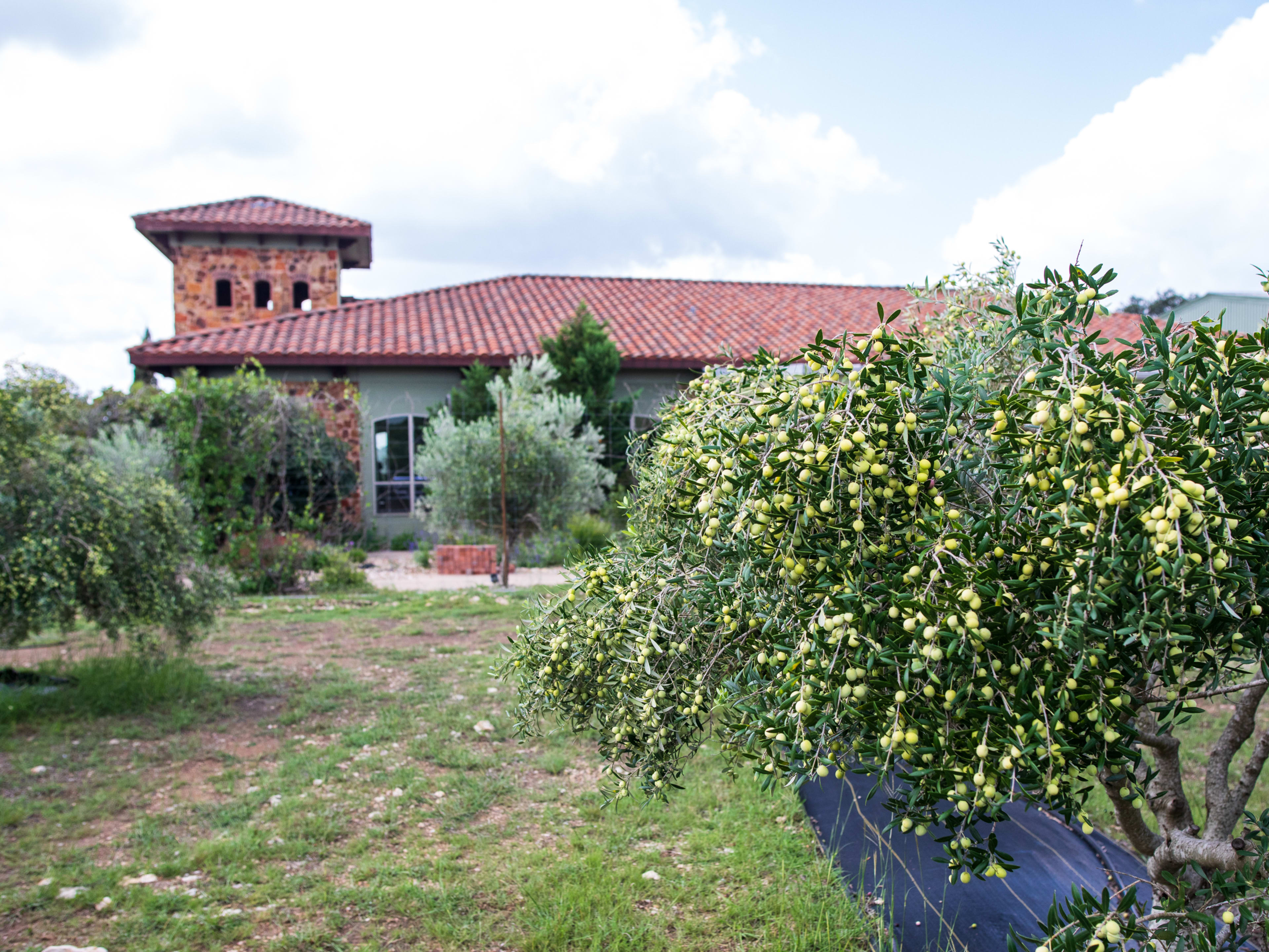 Texas Hill Country Olive Oil Company image