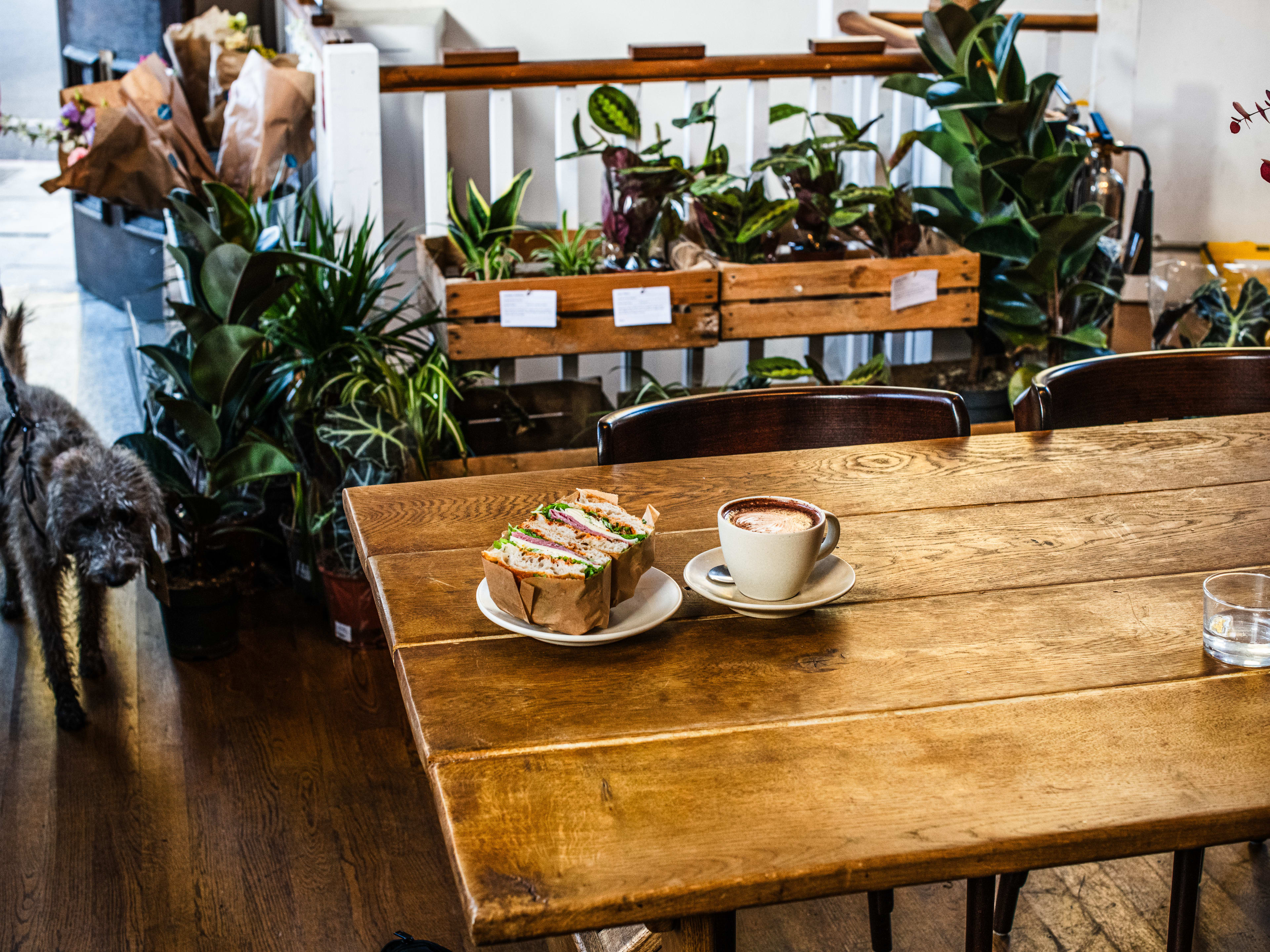 A pastrami sandwich and mug of hot chocolate on a wooden table inside Gladwell's. There are plants lining the back wall and a person walking inside with a gray dog.