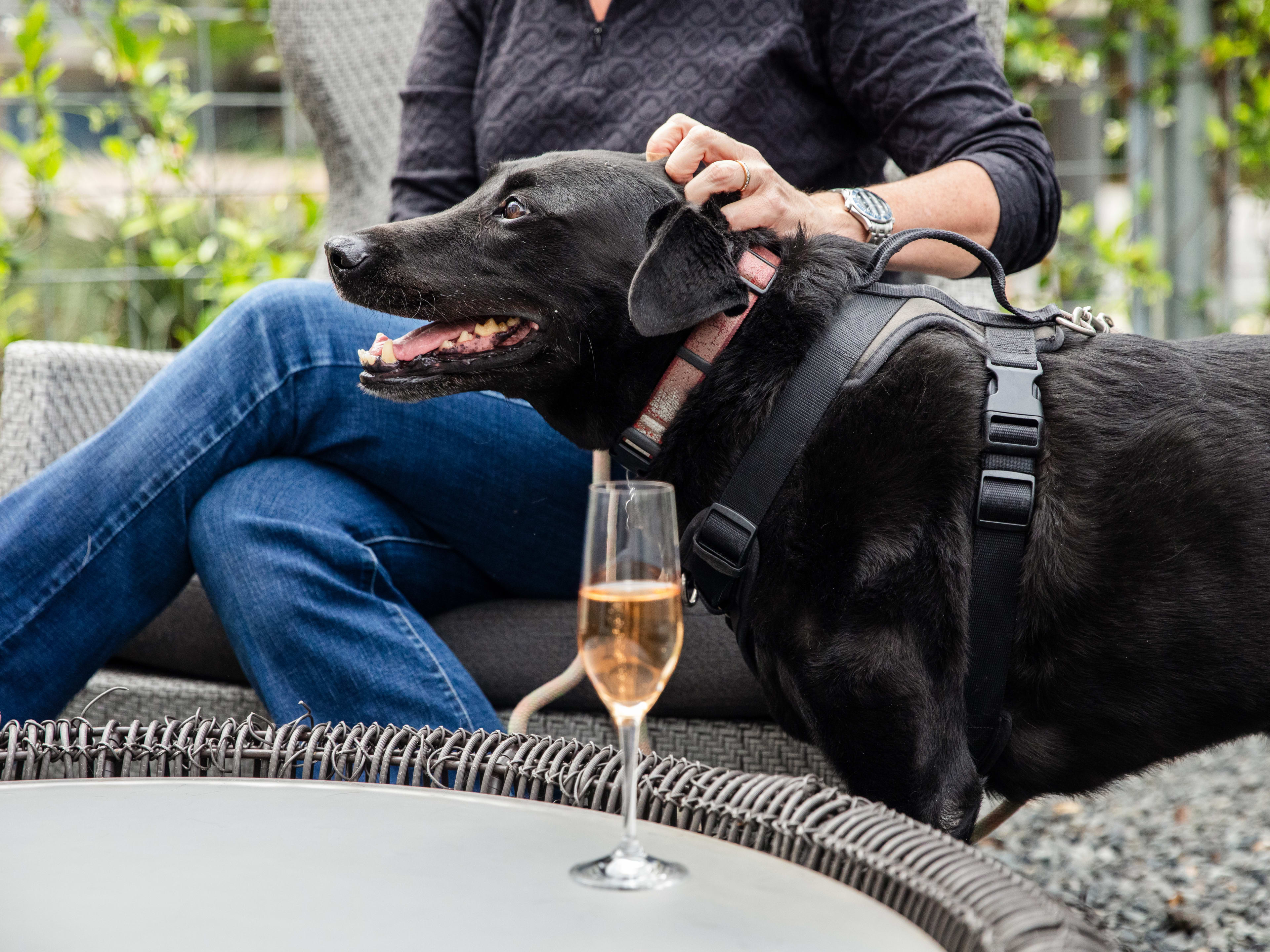 A glass of bubbles on a table on the patio with a person and their dog.