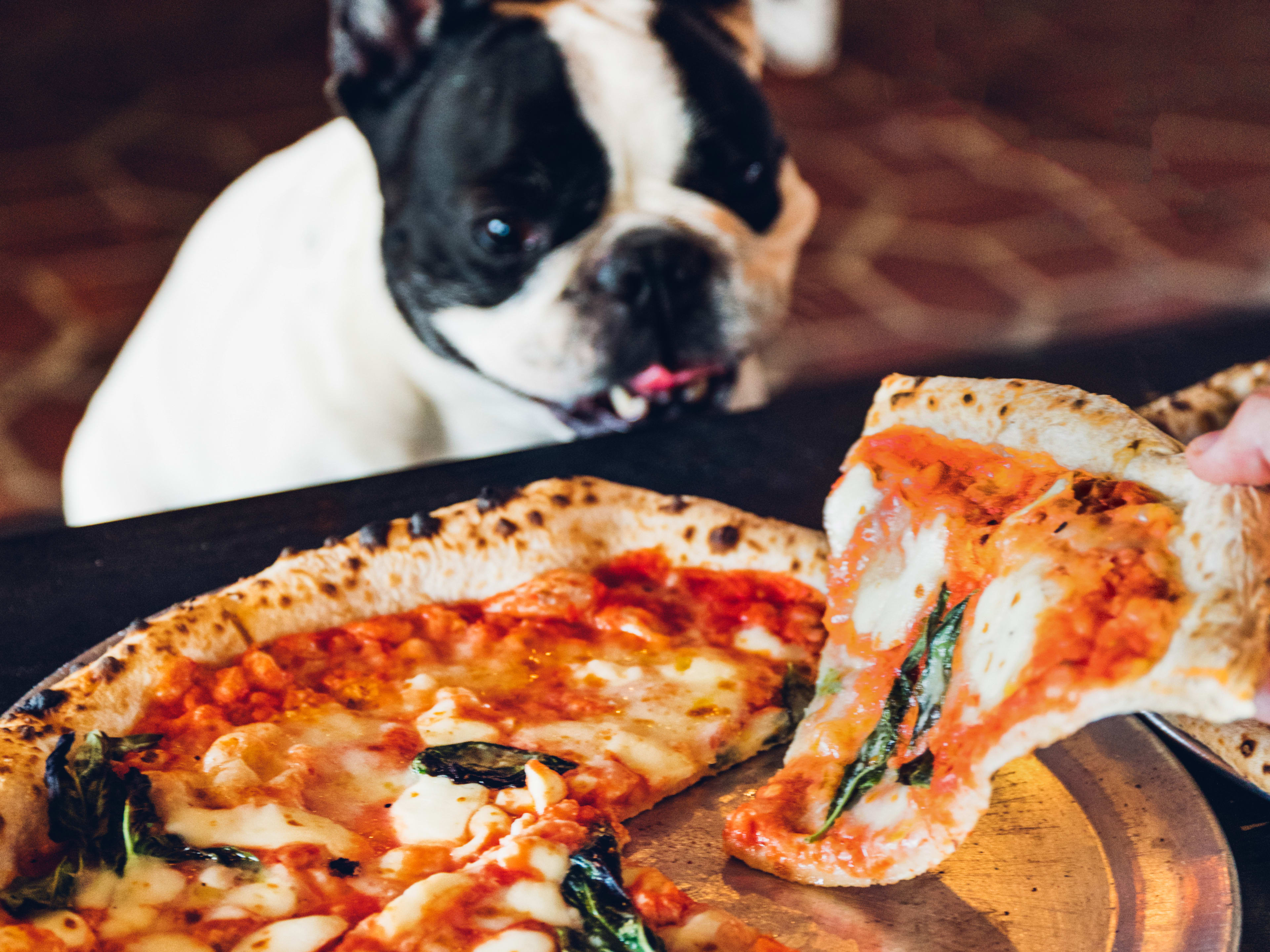 Where To Eat & Drink With Your Dog image