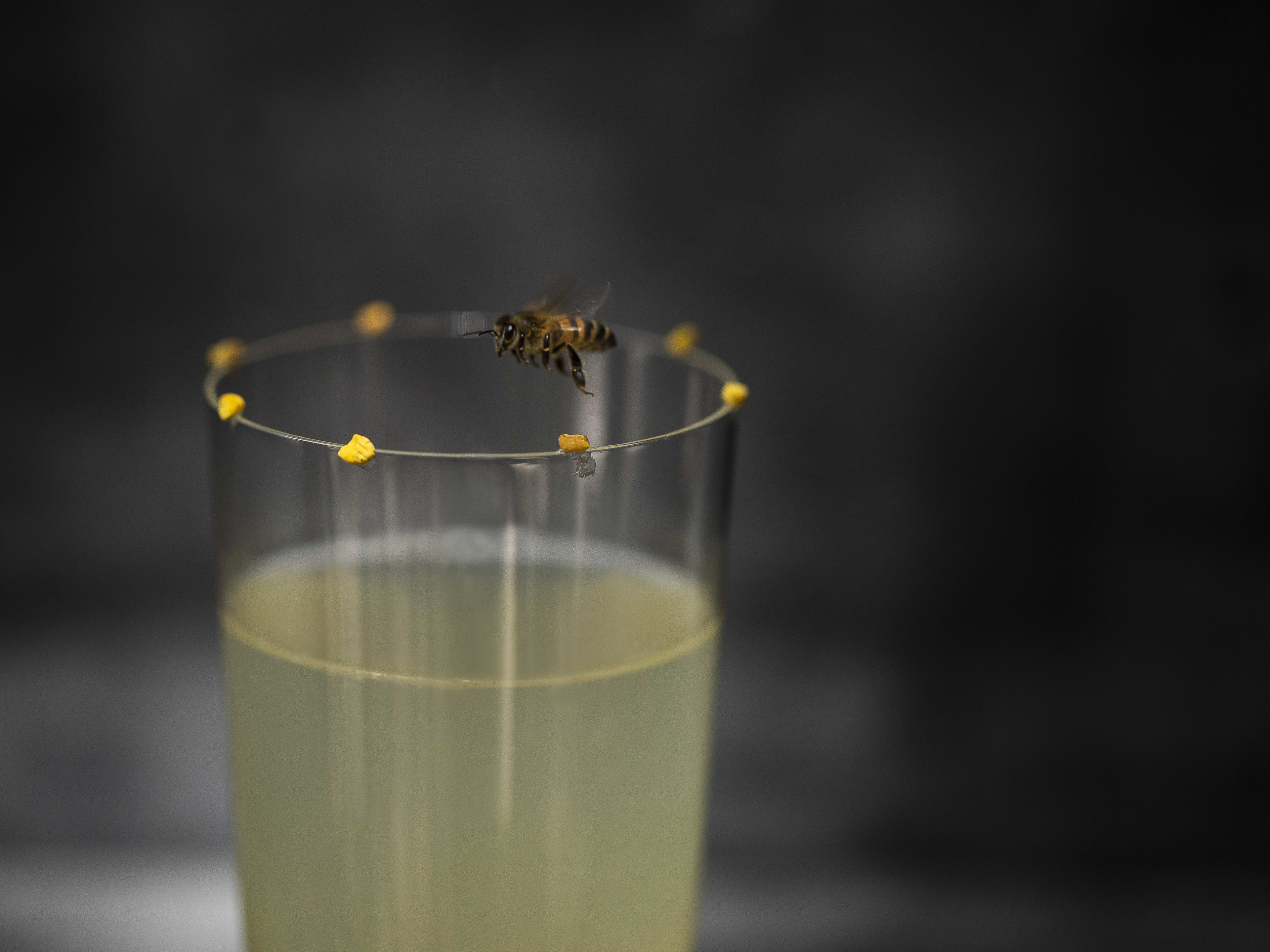 Honeyed cocktail with bee hovering above at Ticuchi