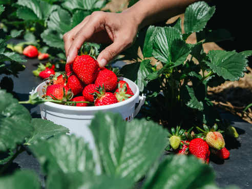 Southern Belle Farm by Tabia S. Lisenbee-Parker