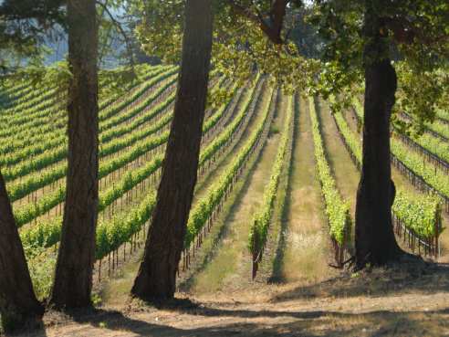 Toulouse Vineyards & Winery by Infatuation - Reviews