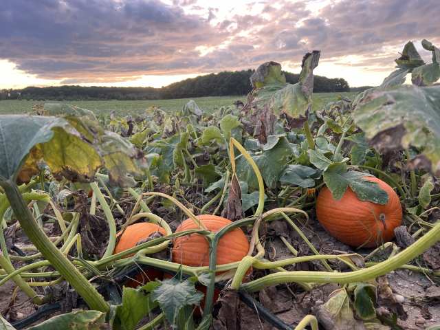 Lewin Farms by Lewin Farms